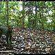 &copy; WWF-Indonesia/PHKA