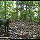 &copy; WWF-Indonesia/PHKA