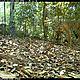 &copy; WWF-Indonesia/PHKA