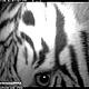 &copy; WWF-Indonesia/PHKA