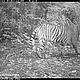 &copy; WWF-Indonesia/PHKA
