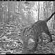 &copy; WWF-Indonesia/PHKA