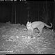&copy; WWF-Indonesia/PHKA