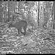 &copy; WWF-Indonesia/PHKA