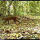 &copy; WWF-Indonesia/PHKA