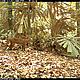 &copy; WWF-Indonesia/PHKA