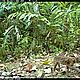 &copy; WWF-Indonesia/PHKA