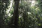  / &copy;: WWF-Indonesia