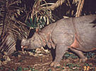  / &copy;: WWF-Indonesia/M. Griffith