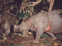  / &copy;: WWF-Indonesia/M. Griffith