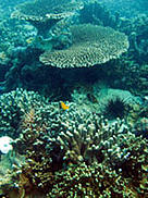  / &copy;: WWF-Indonesia