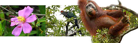  / &copy;: WWF-Indonesia