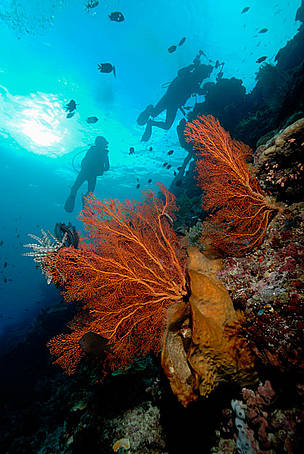 Bunaken, North Sulawesi / ©: WWF-Indonesia / ©: WWF-Indonesia