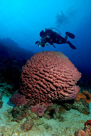  / &copy;: WWF-Indonesia
