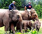 Tesso and Nella, new members of the WWF's elephant Flying Squad, © WWF-Indonesia