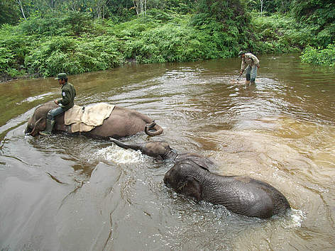   / &copy;: WWF-Indonesia/Desmarita Murni