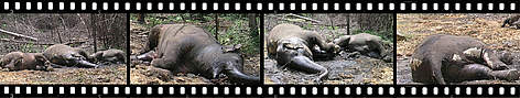  / &copy;: WWF-Indonesia