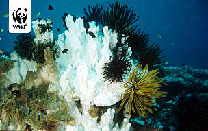   / &copy;: WWF-Indonesia