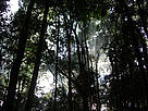 / ©: WWF-Indonesia / ©: WWF-Indonesia