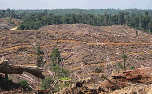 Last Chance to Save Bukit Tigapuluh
