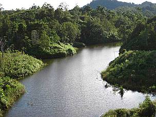 Karib: hutan dan sungai / ©: WWF-Indonesia/Panda CLICK!/ Marcelinus Bejek / ©: WWF-Indonesia/Panda CLICK!/ Marcelinus Bejek