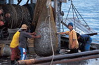   / &copy;: WWF-Indonesia/Jurgen Freund