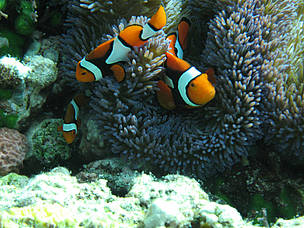 Nemo Fish-Papua / ©: WWF-Indonesia / ©: WWF-Indonesia