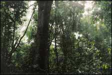 Forest8 / ©: WWF-Indonesia / ©: WWF-Indonesia