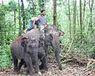 Tampak dalam gambar Betina No.5 (ukuran kecil) beberapa saat sebelum pelepasan, sedang digiring oleh seekor gajah latih dan pawang