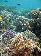 / ©: WWF-Indonesia / ©: WWF-Indonesia