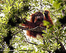 Orangutan