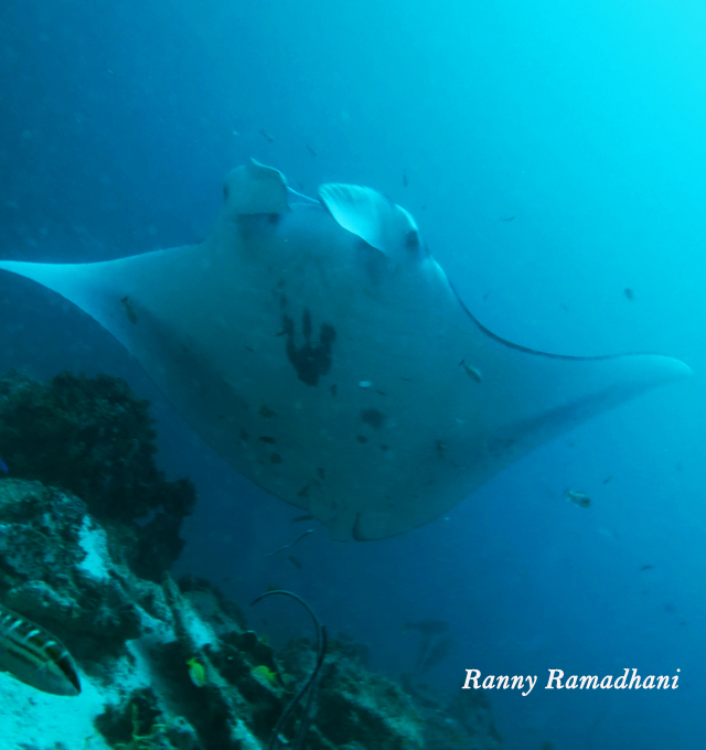 Pari Manta