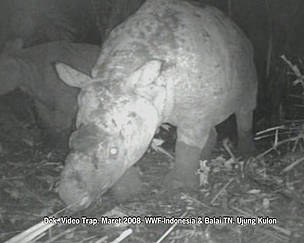 / &copy;: WWF-Indonesia