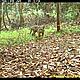 &copy; WWF-Indonesia