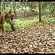 &copy; WWF-Indonesia