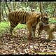 &copy; WWF-Indonesia