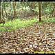 &copy; WWF-Indonesia