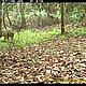 &copy; WWF-Indonesia