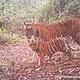 &copy; WWF-Indonesia