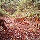 &copy; WWF-Indonesia