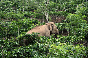   / &copy;: WWF-Indonesia/Samsuardi
