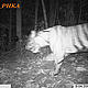 &copy; WWF_PHKA