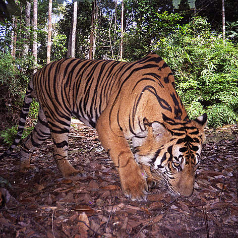  / &copy;: WWF-Indonesia