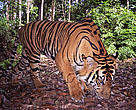 Sumatran Tiger (Harimau Sumatera)