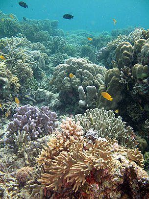 National Park Cendrawasih-Papua / ©: WWF-Indonesia / ©: WWF-Indonesia