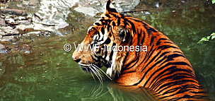  / &copy;: WWF-Indonesia/Saiful SIAGIAN
