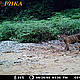&copy; WWF_PHKA