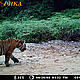 &copy; WWF_PHKA