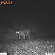 &copy; WWF_PHKA