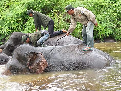 Roji memotret mahout-mahout Flying Squad sedang memandikan gajah-gajahnya di sebuah sungai kecil di ... / &copy;: WWF-Indonesia/ROJI